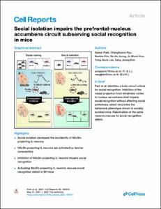 Social isolation impairs the prefrontal-nucleus accumbens circuit subserving social recognition in mice