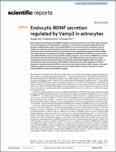 Endocytic BDNF secretion regulated by Vamp3 in astrocytes