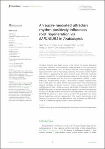 An auxin-mediated ultradian rhythm positively influences root regeneration via EAR1/EUR1 in Arabidopsis