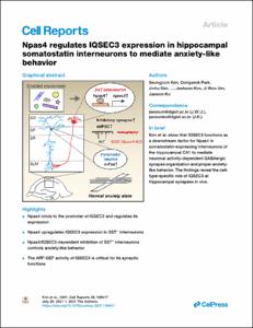 Npas4 regulates IQSEC3 expression in hippocampal somatostatin interneurons to mediate anxiety-like behavior