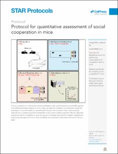 Protocol for quantitative assessment of social cooperation in mice