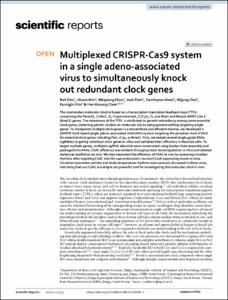 Multiplexed CRISPR-Cas9 system in a single adeno-associated virus to simultaneously knock out redundant clock genes