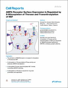 AMPA Receptor Surface Expression Is Regulated by S-Nitrosylation of Thorase and Transnitrosylation of NSF