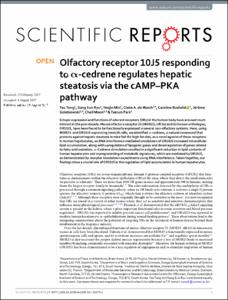 Olfactory receptor 10J5 responding to Alpha-cedrene regulates hepatic steatosis via the cAMP-PKA pathway