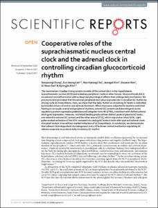 Cooperative roles of the suprachiasmatic nucleus central clock and the adrenal clock in controlling circadian glucocorticoid rhythm