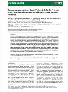 Concurrent activation of OsAMT1;2 and OsGOGAT1 in rice leads to enhanced nitrogen use efficiency under nitrogen limitation