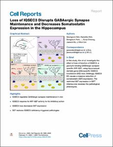 Loss of IQSEC3 Disrupts GABAergic Synapse Maintenance and Decreases Somatostatin Expression in the Hippocampus