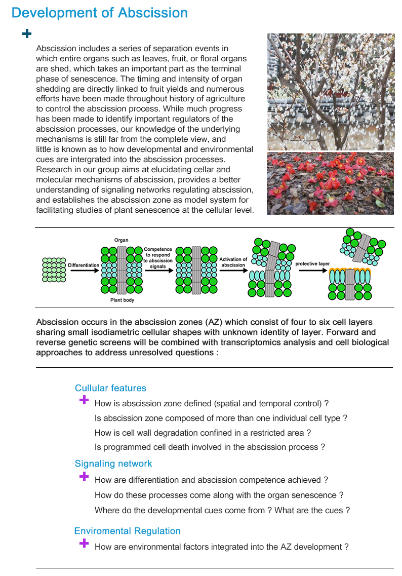 Lab of Cellular Precision and Plant Development cover image