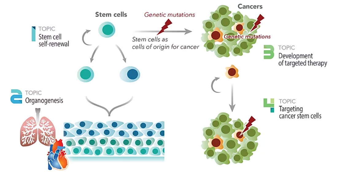 Lab of Stem Cell Biology & Cancer Precision Medicine cover image