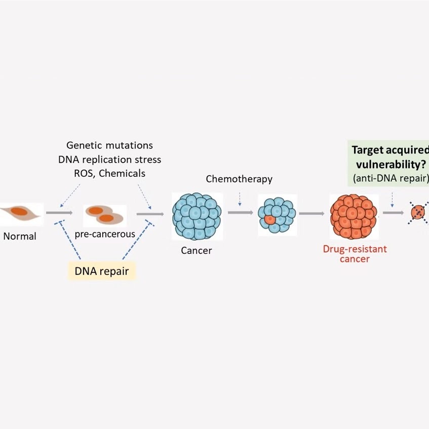 Labortory of Genomic Instability and Cancer cover image