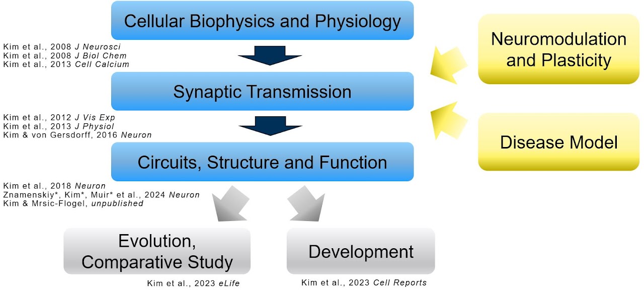 Laboratory of Synapse and Circuits Dynamics cover image