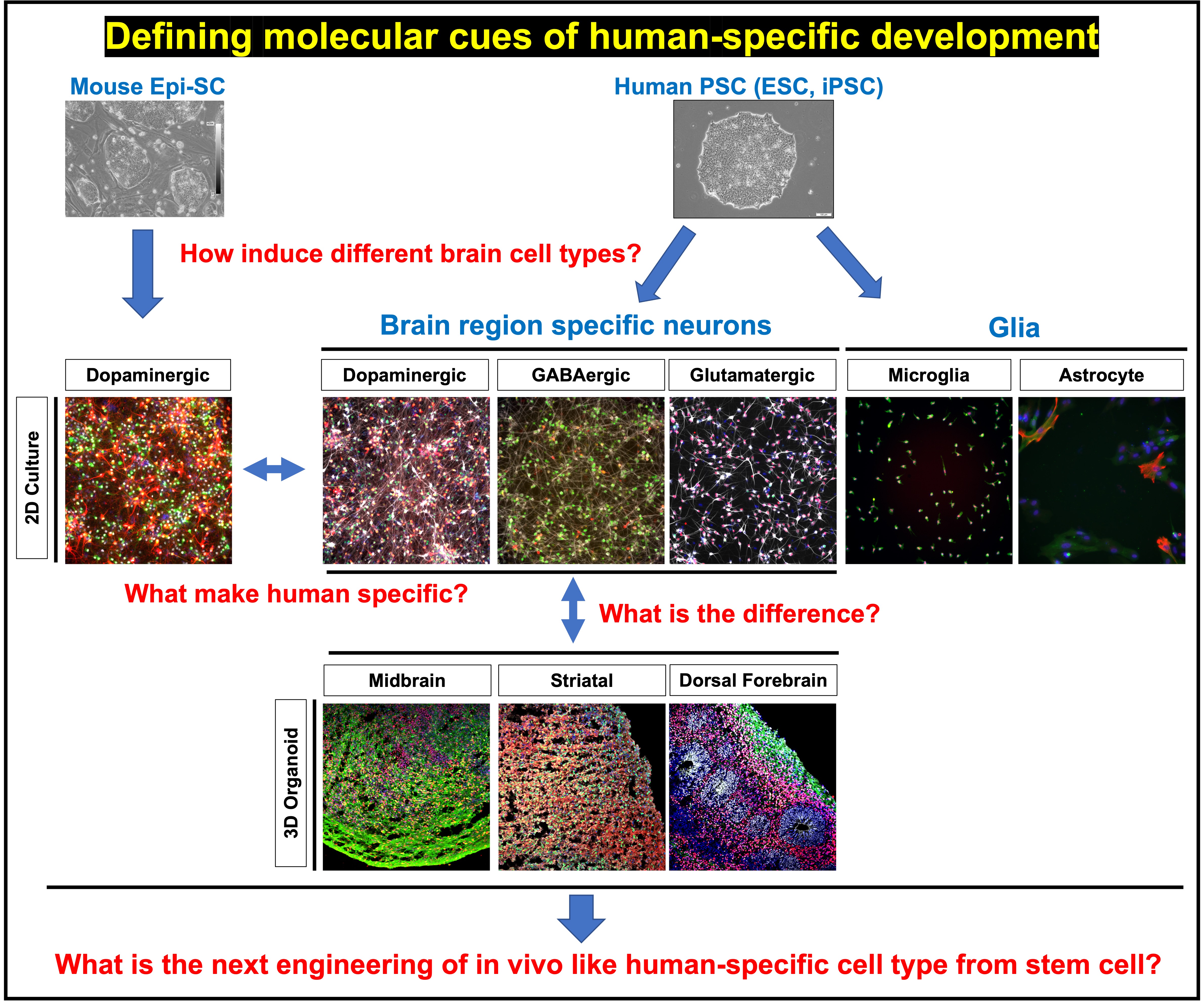Stem Cell Engineering / Therapy Lab cover image