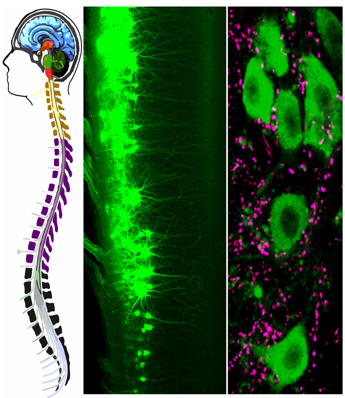 Locomotor NeuroCircuit Lab cover image