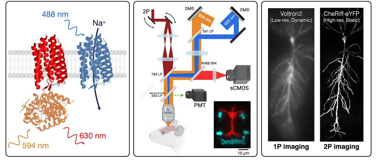 Optical Neurophysiology Lab cover image