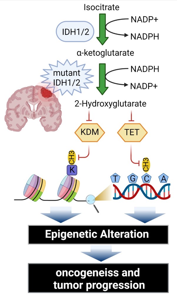 Cancer Epigenetics Lab cover image