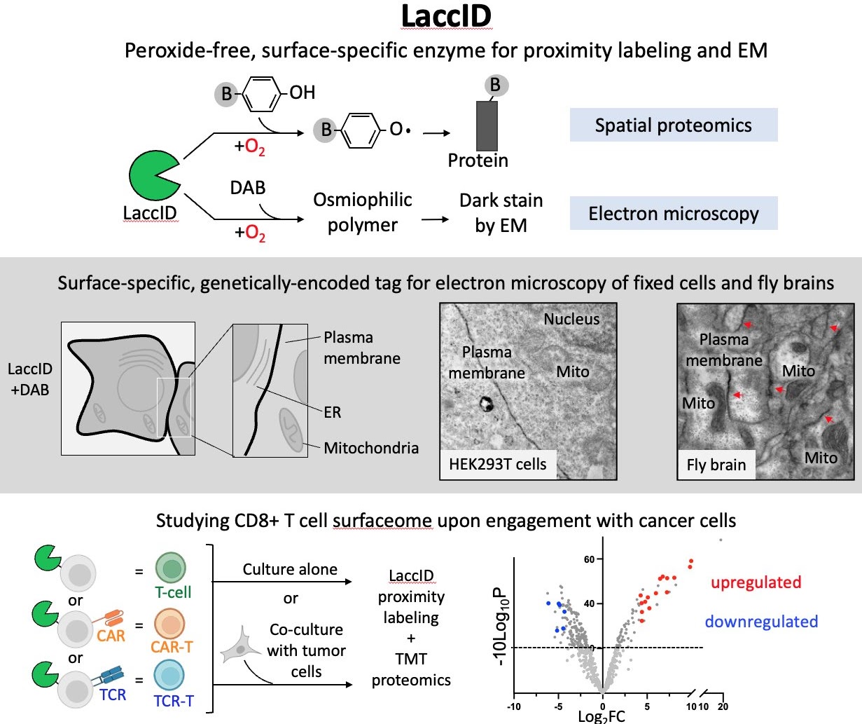 Chemical Biology & Protein Engineering Laboratory cover image