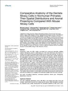 Comparative Anatomy of the Dentate Mossy Cells in Nonhuman Primates: Their Spatial Distributions and Axonal Projections Compared With Mouse Mossy Cells