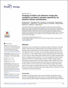 Paralogs of Slitrk cell adhesion molecules configure excitatory synapse specificity via distinct cellular mechanisms