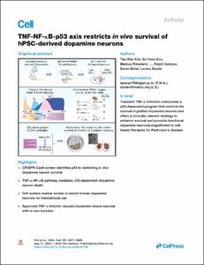 TNF-NF-κB-p53 axis restricts in vivo survival of hPSC-derived dopamine neurons