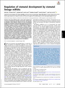 Regulation of stomatal development by stomatal lineage miRNAs