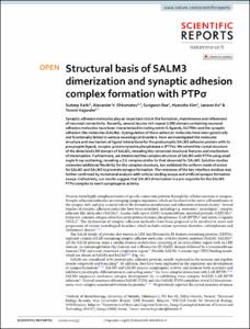 Structural basis of SALM3 dimerization and synaptic adhesion complex formation with PTPσ
