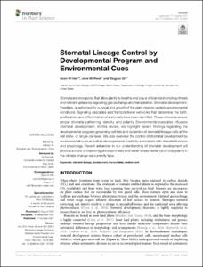 Stomatal Lineage Control by Developmental Program and Environmental Cues