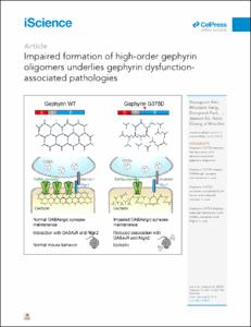 Impaired formation of high-order gephyrin oligomers underlies gephyrin dysfunction-associated pathologies