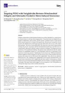 Targeting PON2 with Vutiglabridin Restores Mitochondrial Integrity and Attenuates Oxidative Stress-Induced Senescence