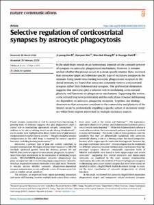 Selective regulation of corticostriatal synapses by astrocytic phagocytosis