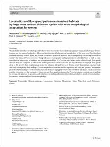 Locomotion and flow speed preferences in natural habitats by large water striders, Ptilomera tigrina, with micro-morphological adaptations for rowing
