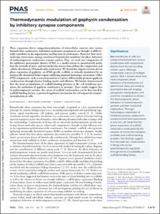 Thermodynamic modulation of gephyrin condensation by inhibitory synapse components