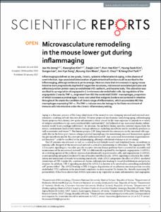 Microvasculature remodeling in the mouse lower gut during inflammaging