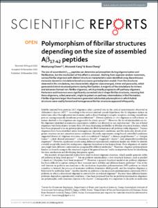 Polymorphism of fibrillar structures depending on the size of assembled A beta(17-42) peptides