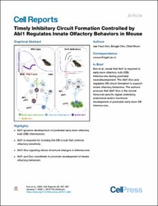 Timely Inhibitory Circuit Formation Controlled by Abl1 Regulates Innate Olfactory Behaviors in Mouse