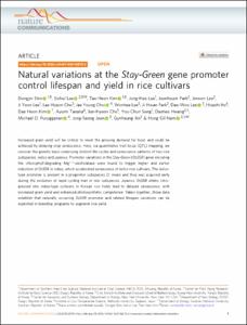 Natural variations at the Stay-Green gene promoter control lifespan and yield in rice cultivars