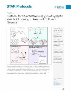 Protocol for Quantitative Analysis of Synaptic Vesicle Clustering in Axons of Cultured Neurons