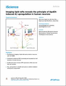 Imaging lipid rafts reveals the principle of ApoE4-induced AR upregulation in human neurons
