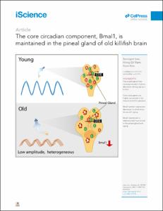 The core circadian component, Bmal1, is maintained in the pineal gland of old killifish brain