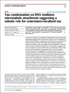 Tau condensation on DNA mediates microtubule attachment suggesting a mitotic role for centromere-localized tau