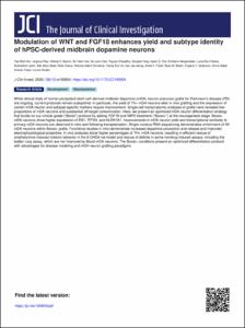 Modulation of WNT and FGF18 enhances yield and subtype identity of hPSC-derived midbrain dopamine neurons
