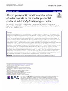 Altered presynaptic function and number of mitochondria in the medial prefrontal cortex of adult Cyfip2 heterozygous mice