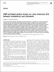 AMP-activated protein kinase as a key molecular link between metabolism and clockwork