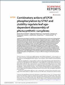 Combinatory actions of CP29 phosphorylation by STN7 and stability regulate leaf age-dependent disassembly of photosynthetic complexes