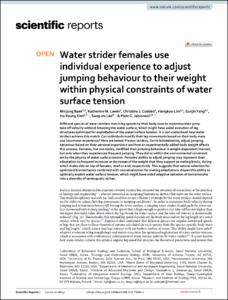 Water strider females use individual experience to adjust jumping behaviour to their weight within physical constraints of water surface tension