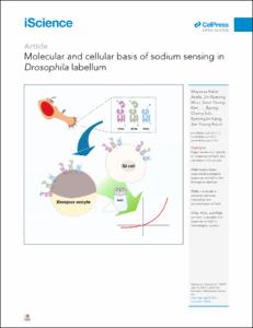 Molecular and cellular basis of sodium sensing in Drosophila labellum