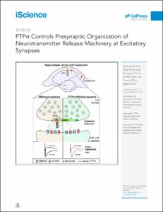 PTPσ Controls Presynaptic Organization of Neurotransmitter Release Machinery at Excitatory Synapses