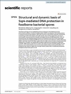 Structural and dynamic basis of Ssp4-mediated DNA protection in foodborne bacterial spores