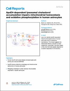 ApoE4-dependent lysosomal cholesterol accumulation impairs mitochondrial homeostasis and oxidative phosphorylation in human astrocytes