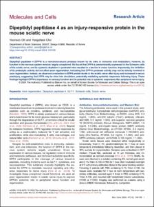 Dipeptidyl peptidase 4 as an injury-responsive protein in the mouse sciatic nerve