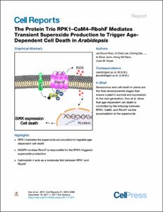 The Protein Trio RPK1-CaM4-RbohF Mediates Transient Superoxide Production to Trigger Age-Dependent Cell Death in Arabidopsis